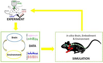 Experimental and Computational Study on Motor Control and Recovery After Stroke: Toward a Constructive Loop Between Experimental and Virtual Embodied Neuroscience